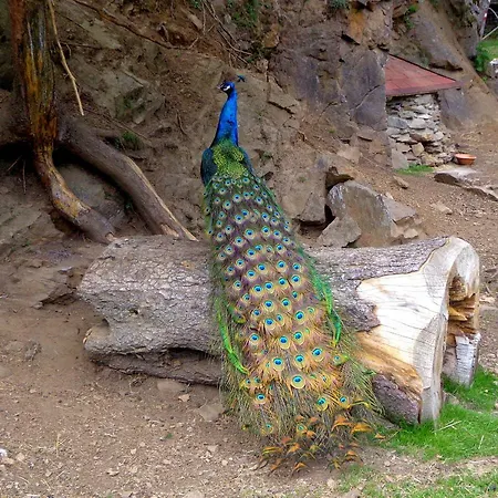 Zum Wasserfall Daire