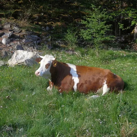 Zum Wasserfall Daire *